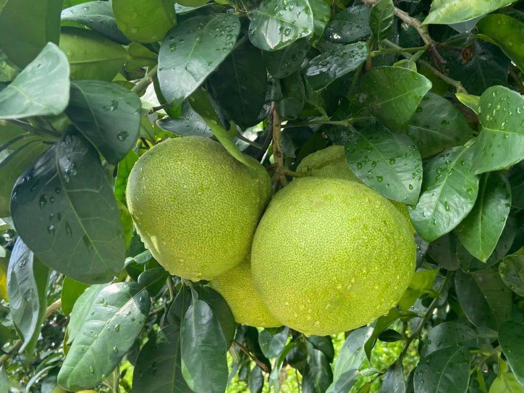 怎么样才可以买到文旦柚 125f5b6bbbd14cb6941fe531824d131a.jpeg