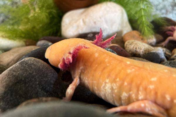全球连线 | 神奇生物在哪里？——墨西哥：美西螈