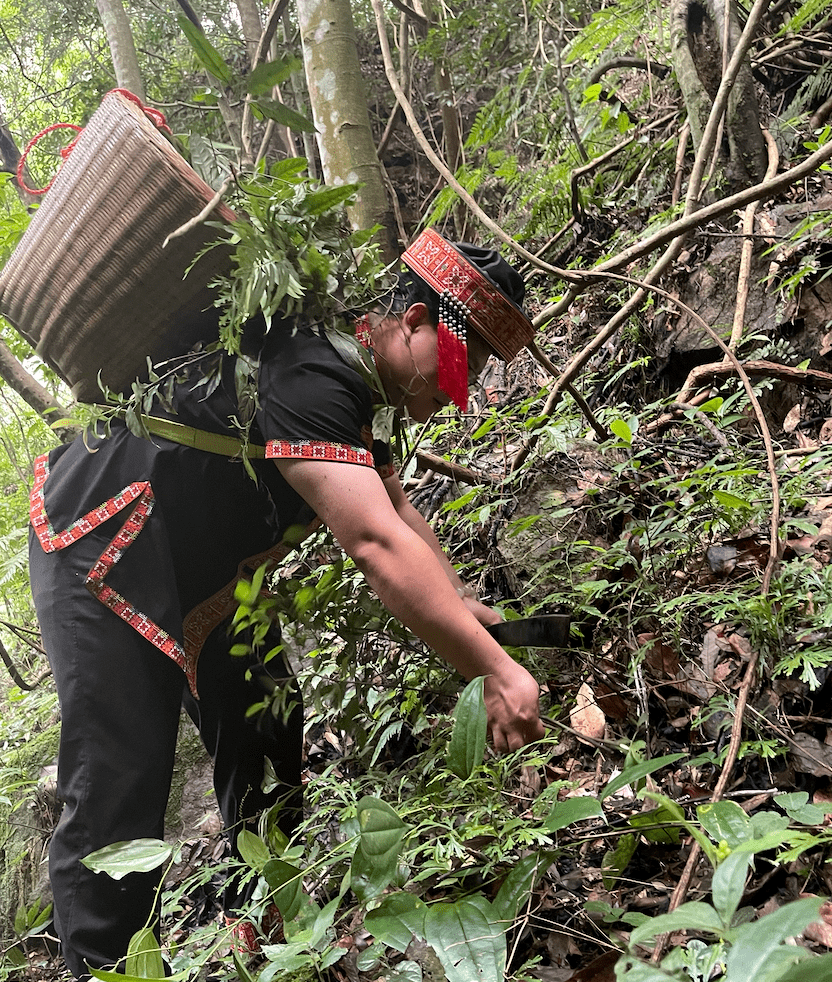 山上采药的梁安国绝不提前采收,也不会用种植药材代替按季采收,春夏