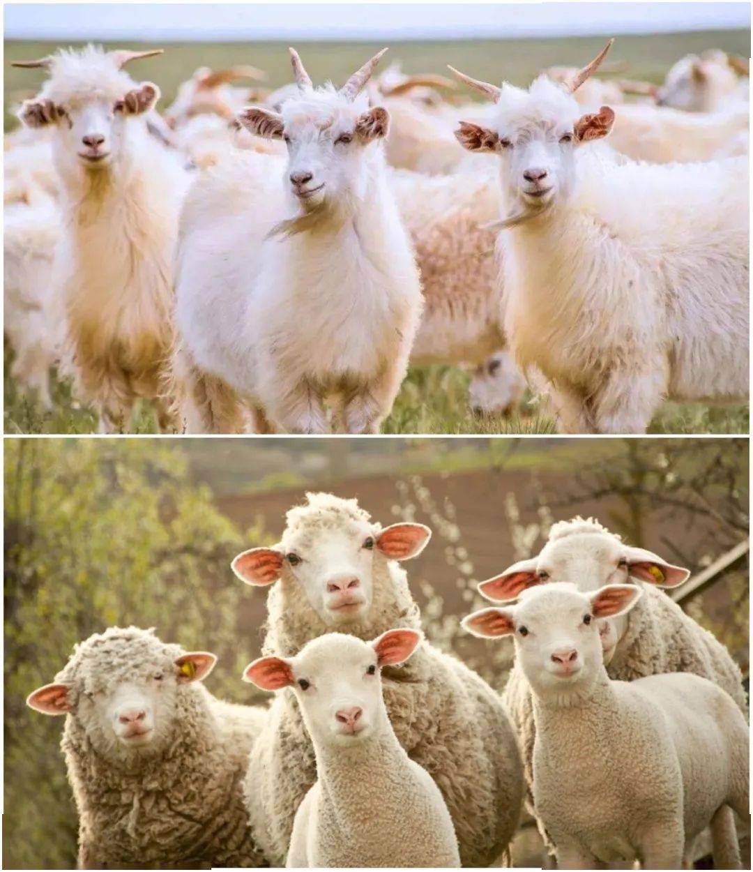 山羊 70 年前的“顶流女明星同款”，今年还很时髦？