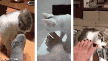 184971eb614f4036baa9b3b83be9b56f.gif