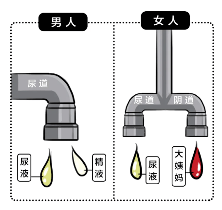 男女尿道的区别图片