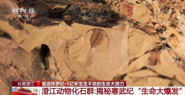 侏罗纪|云南禄丰恐龙科考工作进入“啃硬骨头”阶段 恐龙化石是如何修复的呢？