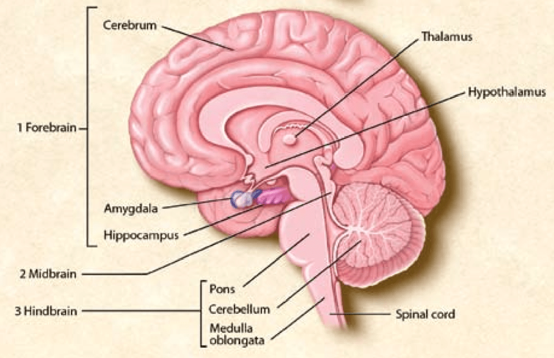 cortex(大脑皮层,它一共可以被分为四片:frontal lobe(额叶)