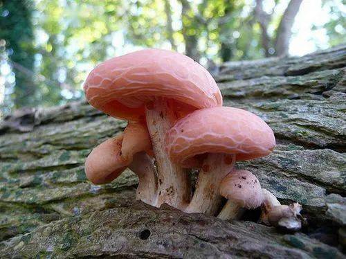 转创森知识千奇百怪的菌类植物有的竟然比花还漂亮