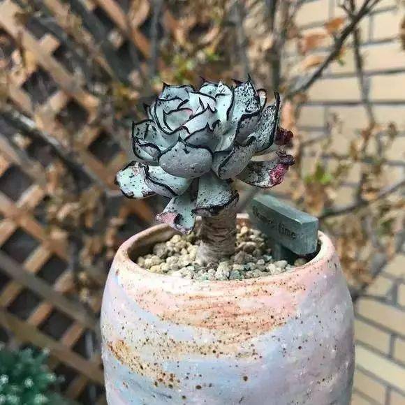 目前世界上最贵的花 8b240576f3254884a3ba37b3ad25d1f9.jpeg