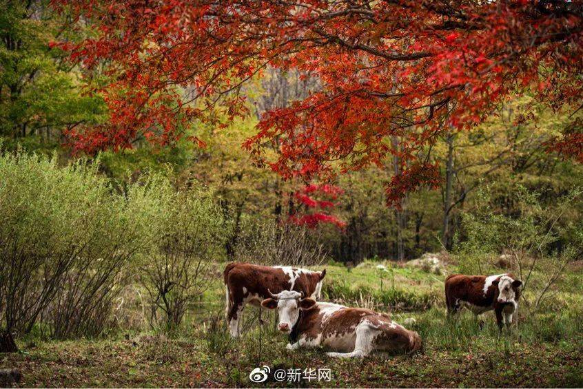 微博秋景限定壁纸来了！在吉林这个地方