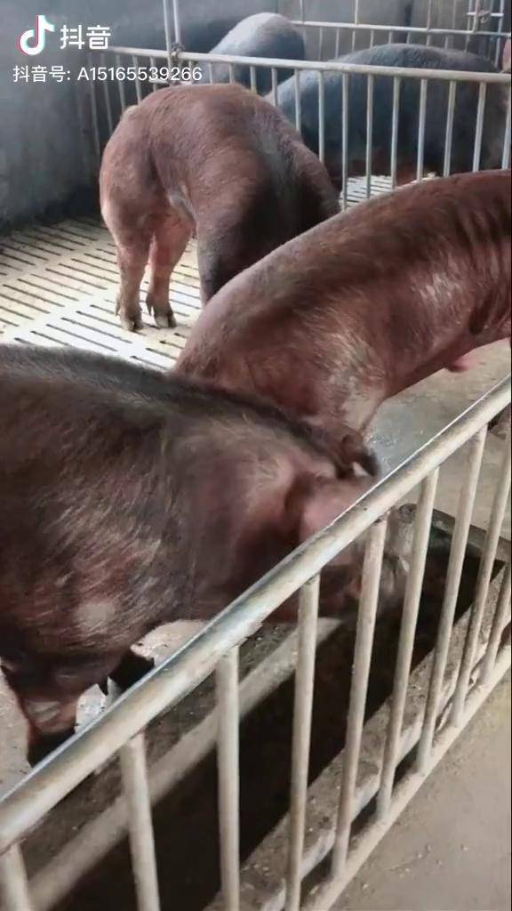 杜洛克公猪长白公猪公猪种猪养猪
