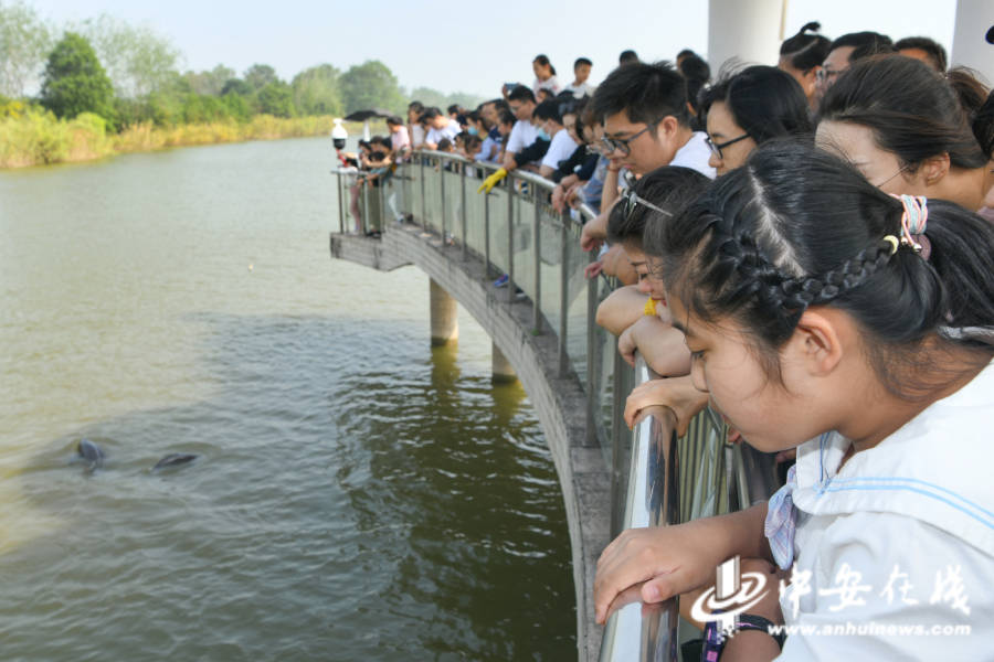 市民|国庆旅游新看点 铜陵江豚戏水欢