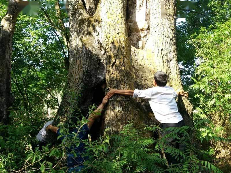 喜迎COP15丨云南丘北：矣得村里的古树“保卫战”