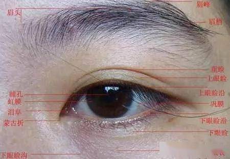 油画人像基础:五官怎么画?_鼻子