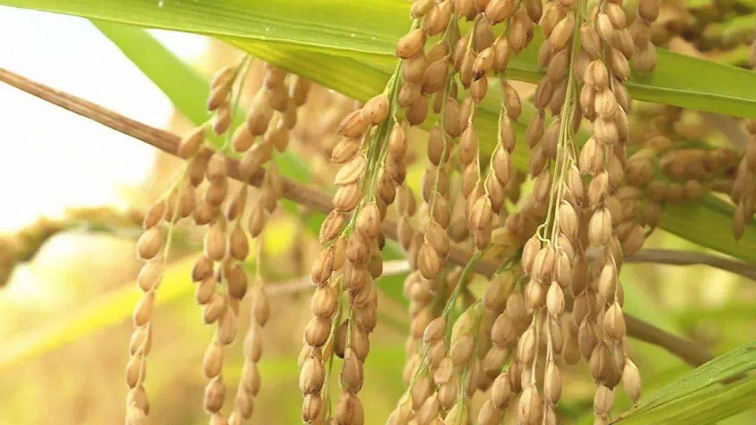 巍山水稻新品种"楚粳54号"创高原粳稻产量新纪录_超级稻