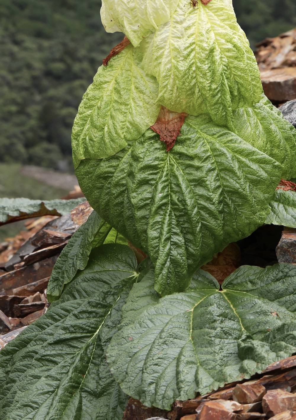 自然散步塔黄高山上的小巨人