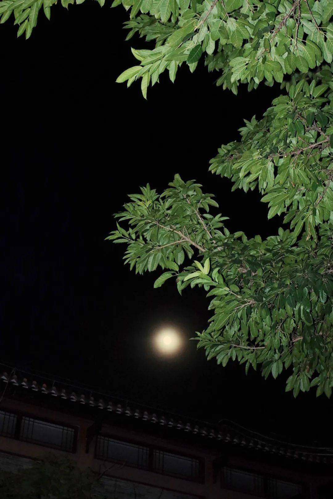 look | 用41个月夜,跟你说声秋天快乐_月亮