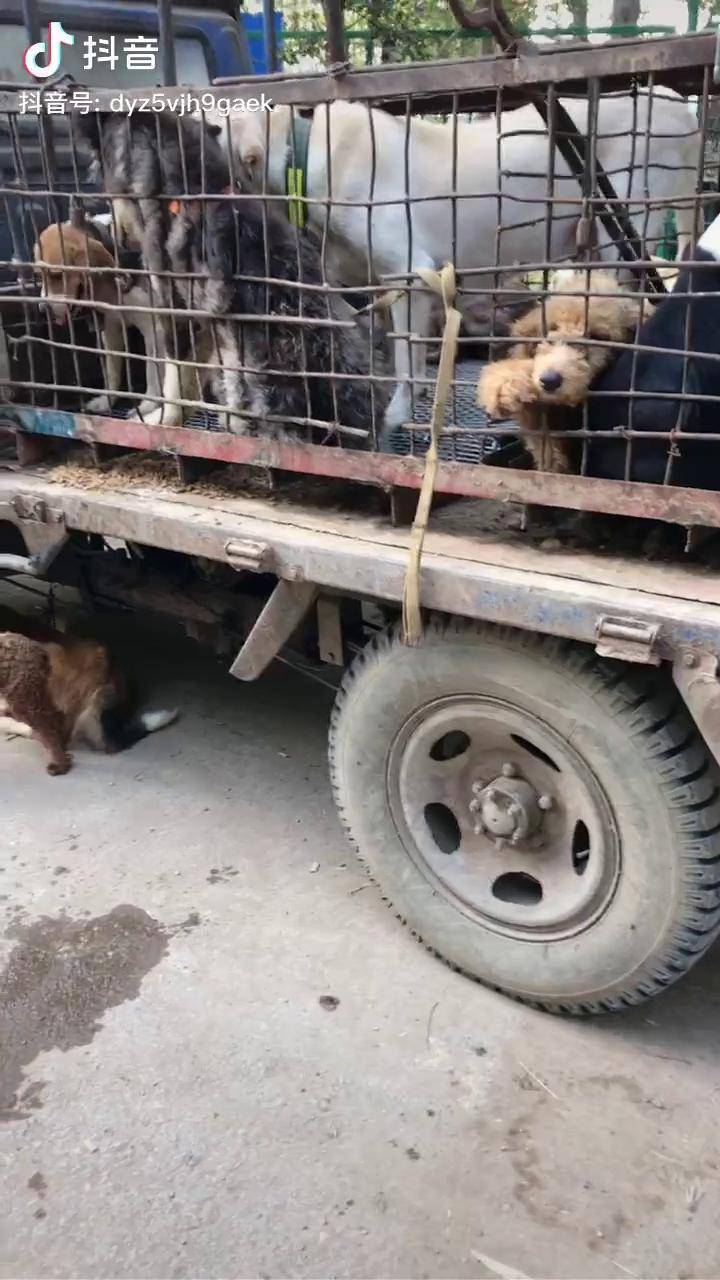 大早上狗肉车上又满了