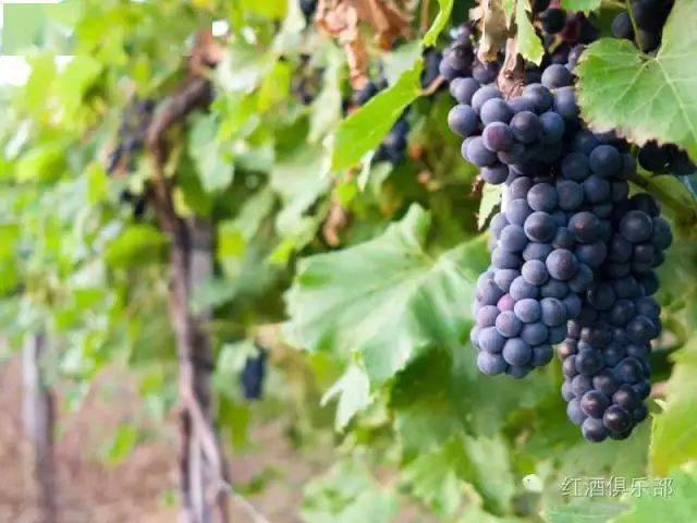 图片|世界上最值得去的五大葡萄酒胜地