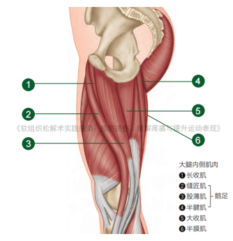 cn 膝盖屈曲与膝盖伸直 膝盖屈曲  主要肌肉:腘绳肌,腓肠肌,股薄肌,缝