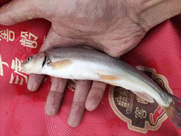 "狗鱼"和"白漂子"在庄浪河拦河坝下游发现了永登县水产工作站工作人员