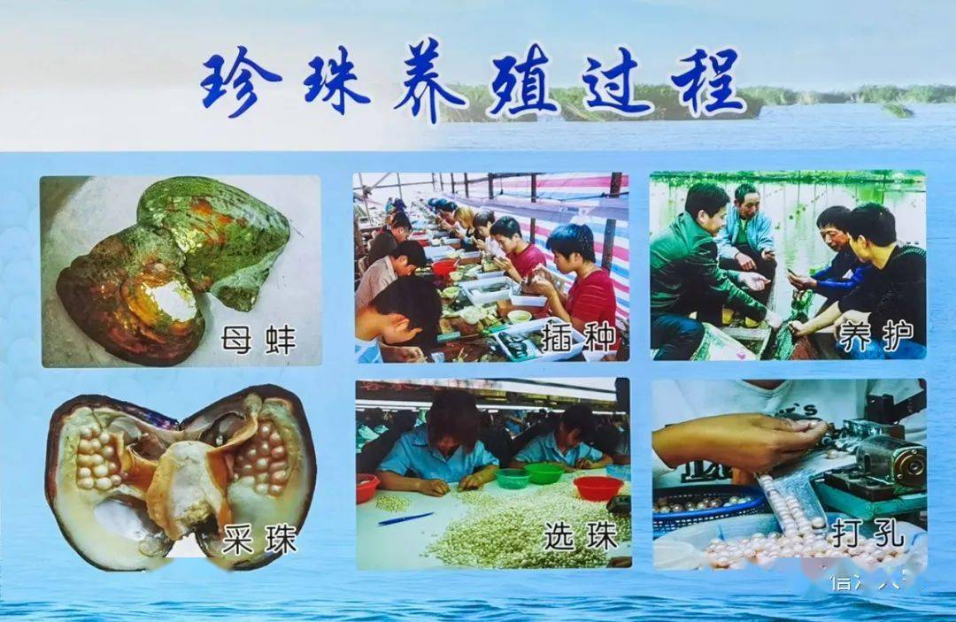 珍珠养殖过程:母蚌—插种—养护—采珠—选珠—打孔珍珠养殖图采珠采