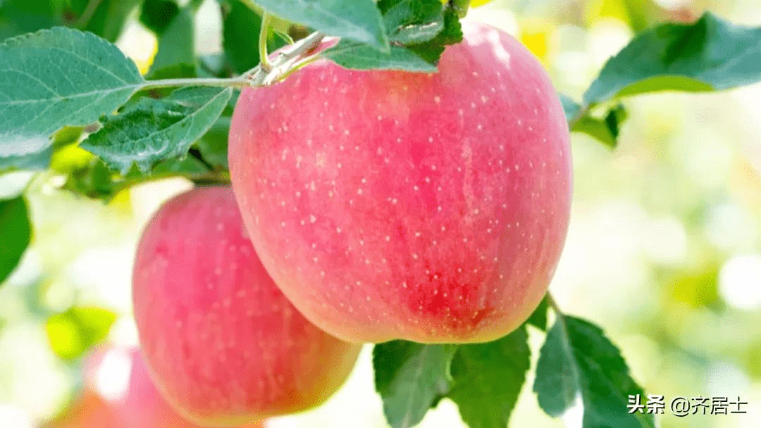 泾川苹果图片