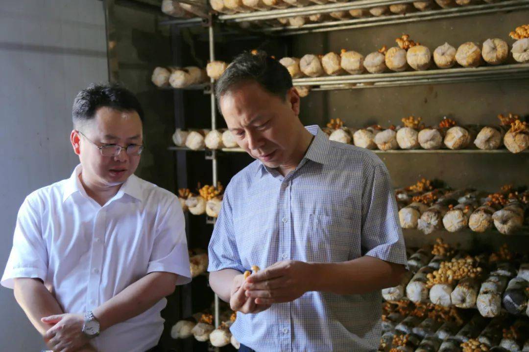 朱军勇一行先后来到朝阳镇溪边村矮山秀美乡村,下源芳凯合作社,西园