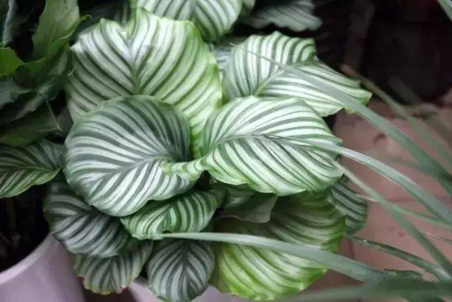 130�� · ������ͥ����ֲ������������֣�