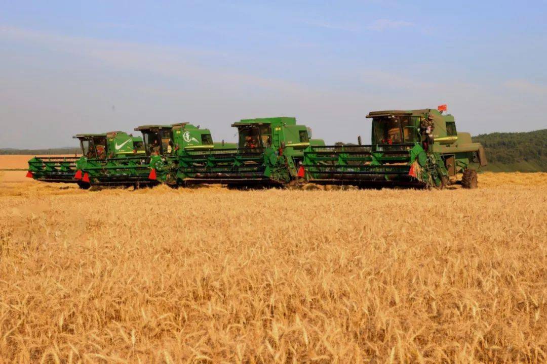大型机械正在进行小麦收割作业嫩江市委宣传部 供图