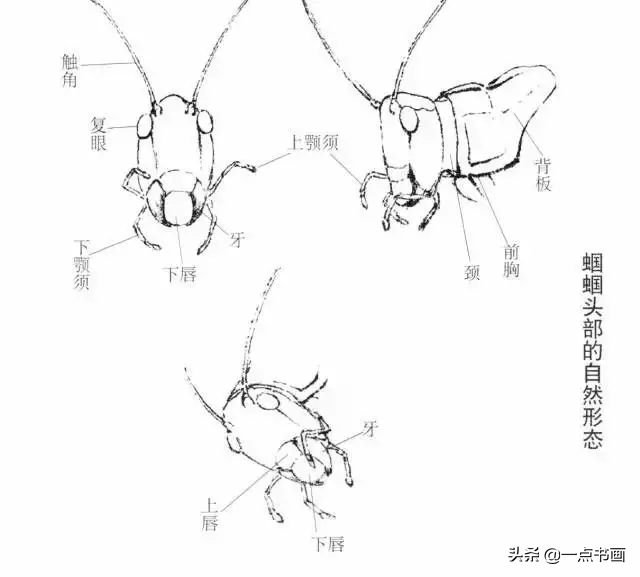 國畫教程蟈蟈的畫法