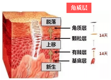 Royal福利购丨国外买手店爆红的它，连贝嫂都惊呼香味好惊喜！