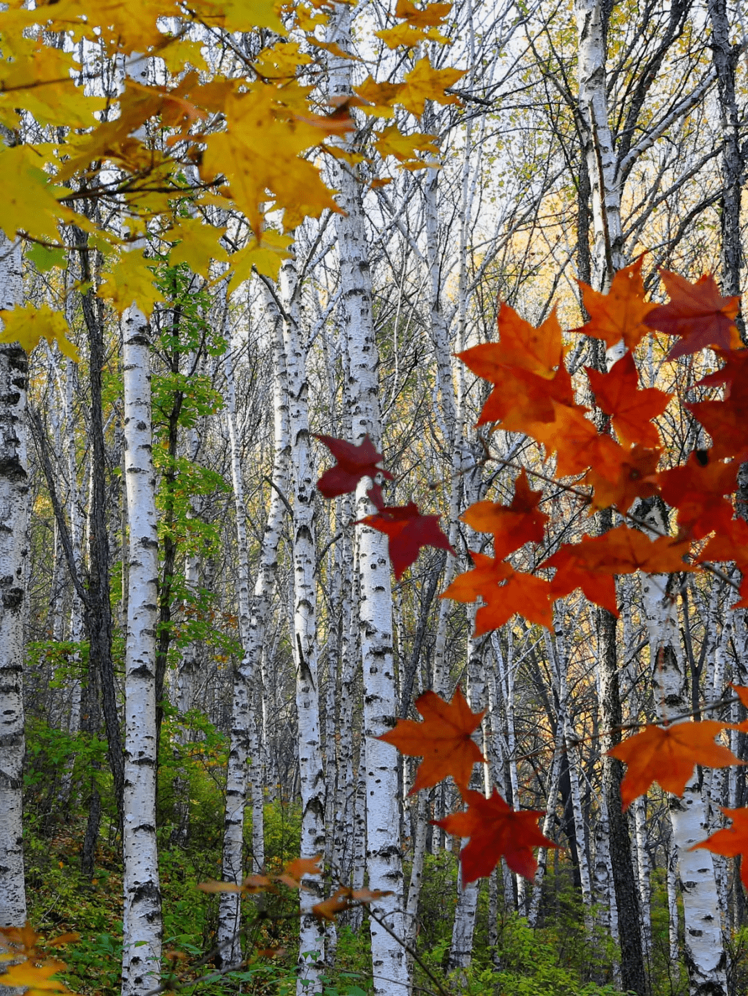 习生辉宛如帝王黄袍加身,金黄的树叶在阳光下秋季是白桦林最美的季节