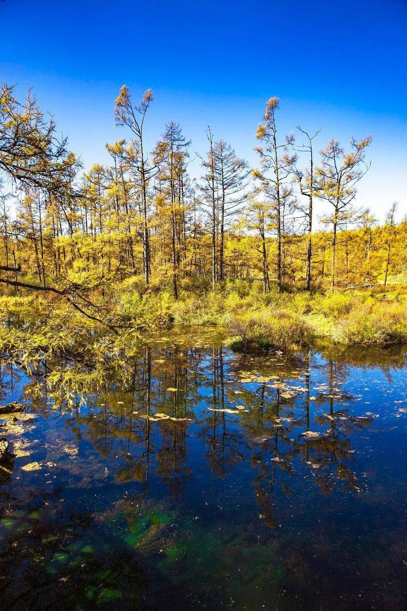 醉美金秋阿尔山摄影作品欣赏