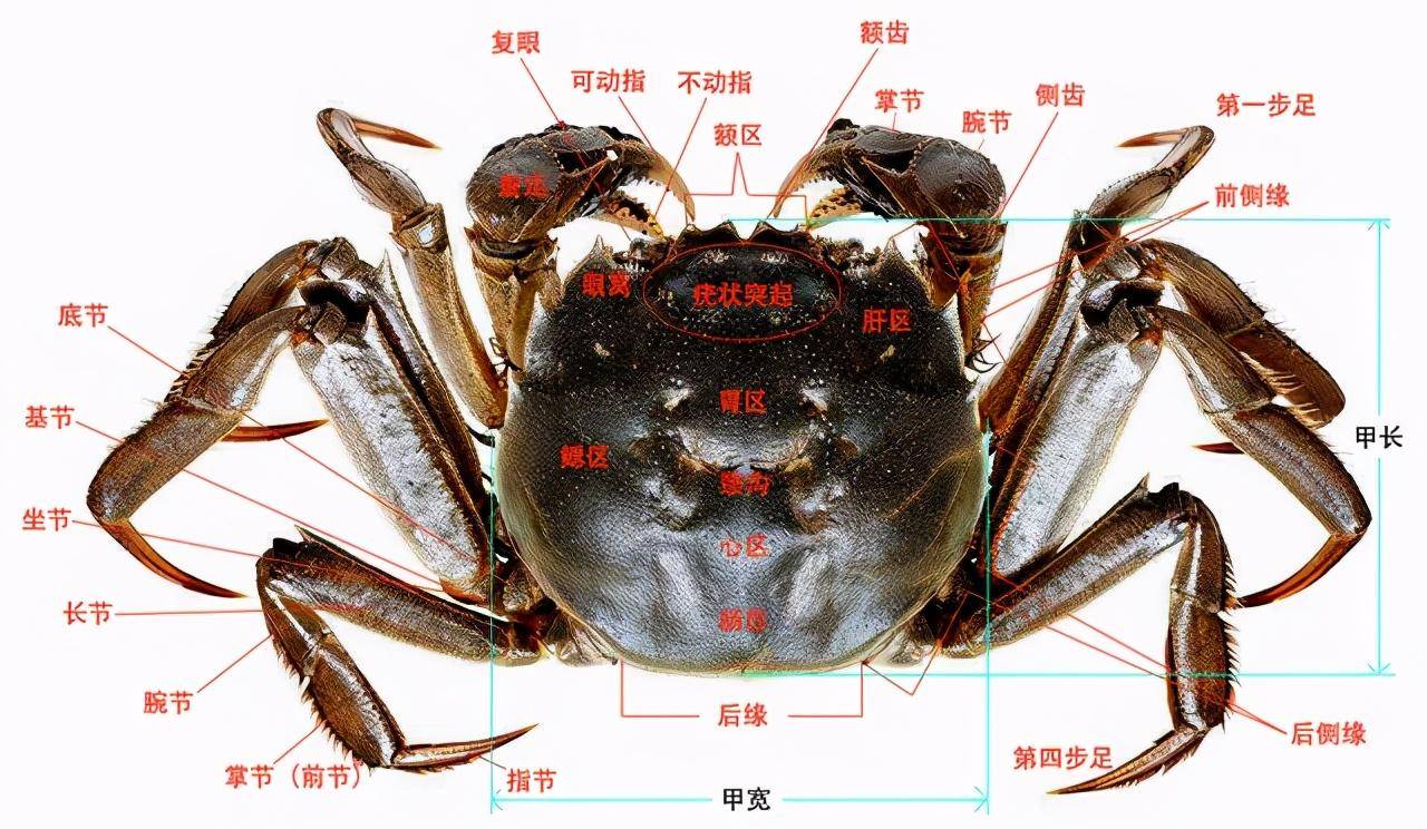 蟹的身体结构图片