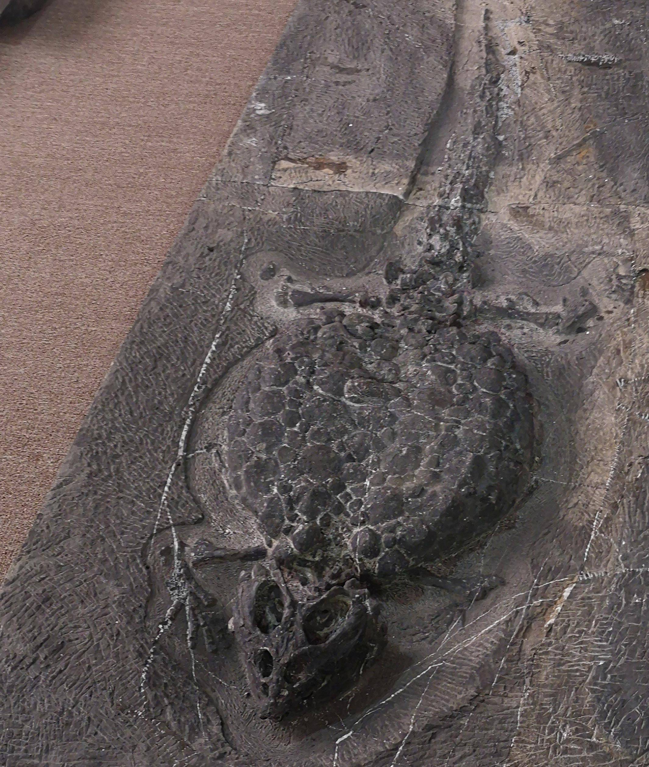 贵阳龙洞堡机场化石图片