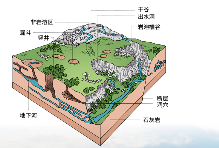 藏文科普 | 长在石头缝里的森林