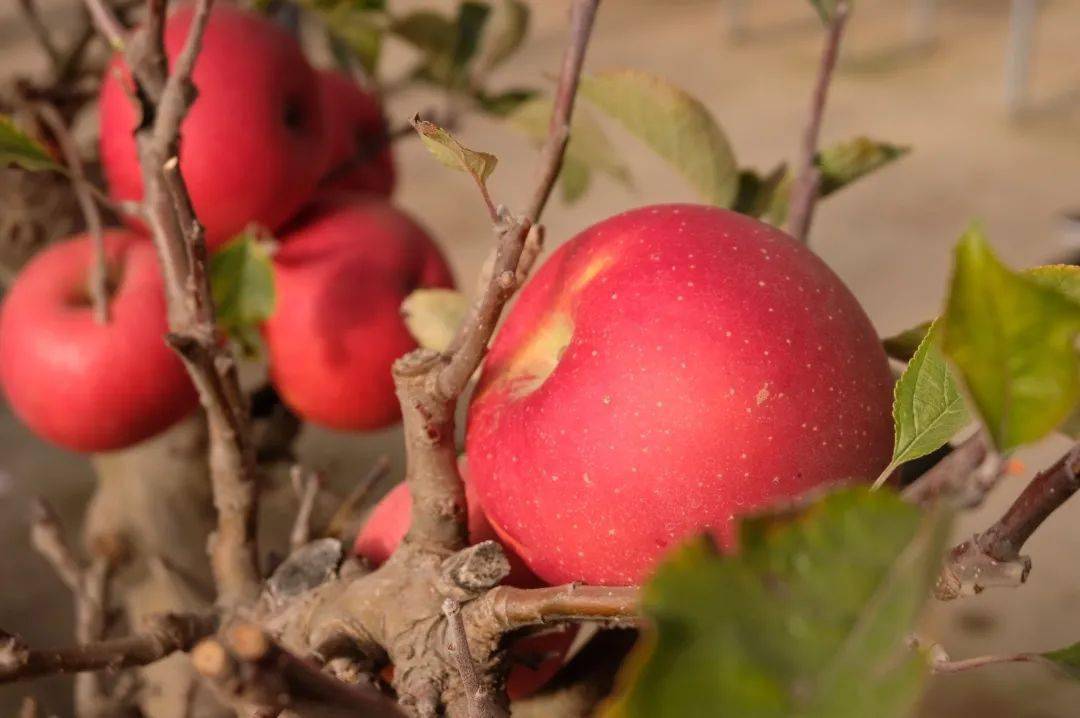 天然出众让你果然心动5家企业喜获延庆国光苹果地理标志证明商标