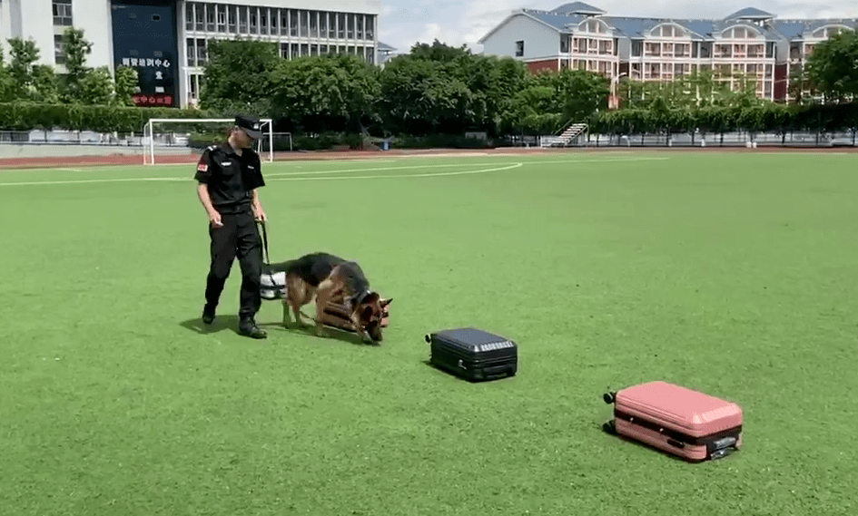 警犬集训结束"凶萌"瞬间曝光