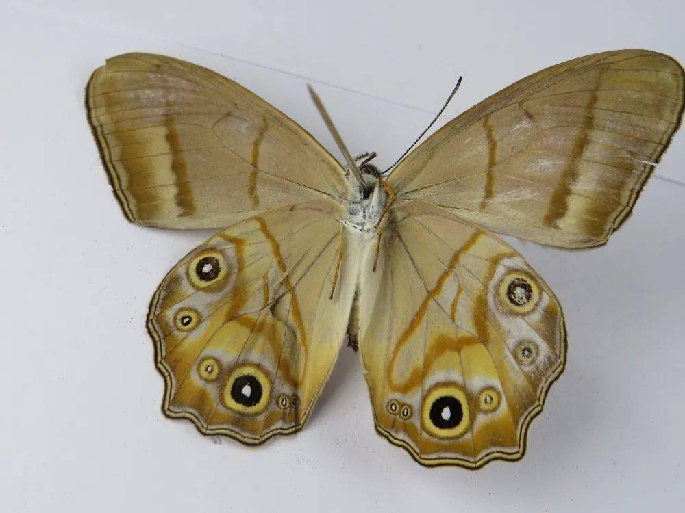 连纹黛眼蝶波蚬蝶斐豹蛱蝶黄钩蛱蝶吕宋灰蜻←向左滑动查看更多→生物