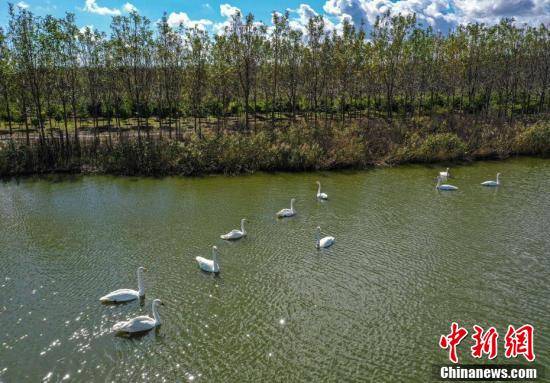 天鹅湖|山东荣成迎今年首批越冬大天鹅