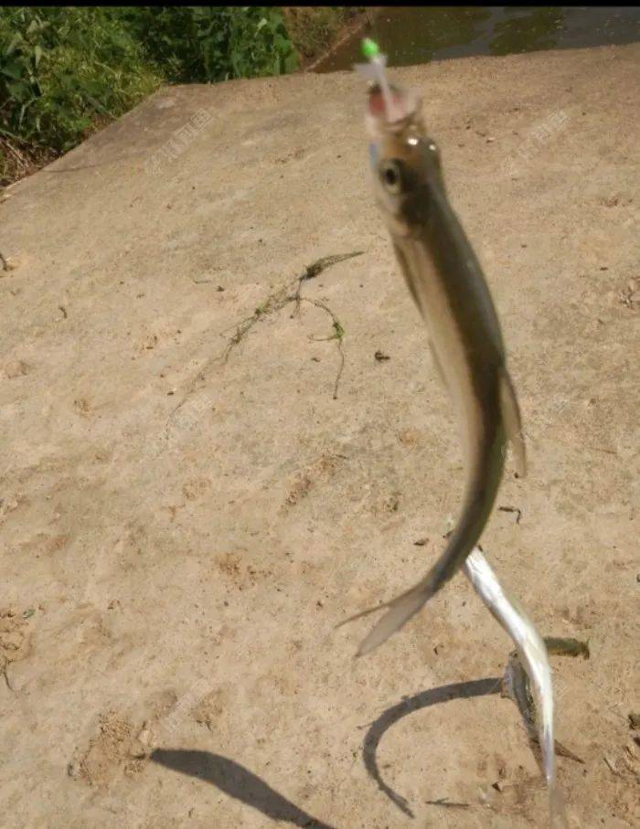 串钩拉翘嘴鱼获大丰收