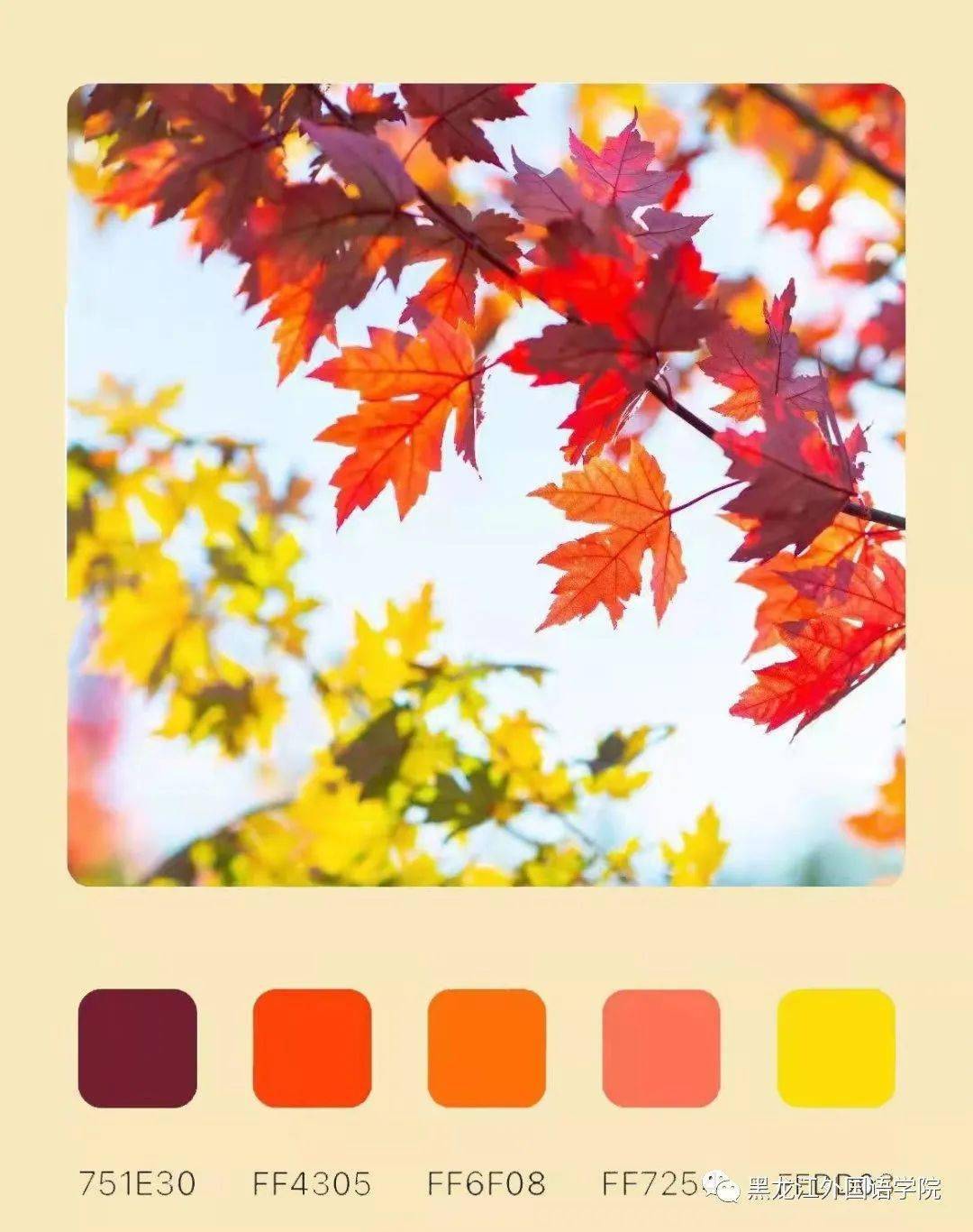 以龙外为幕绘万千色彩龙外版比色卡等你来pick