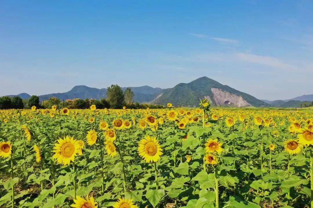 鉴湖风景区向日葵图片