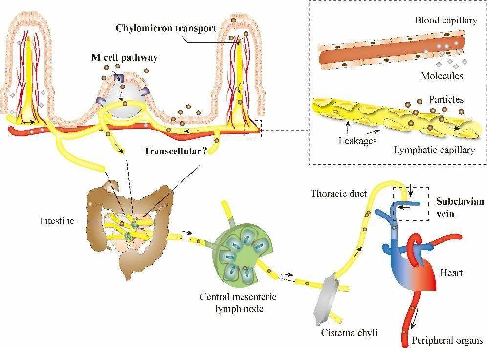 lymphatic capillary图片