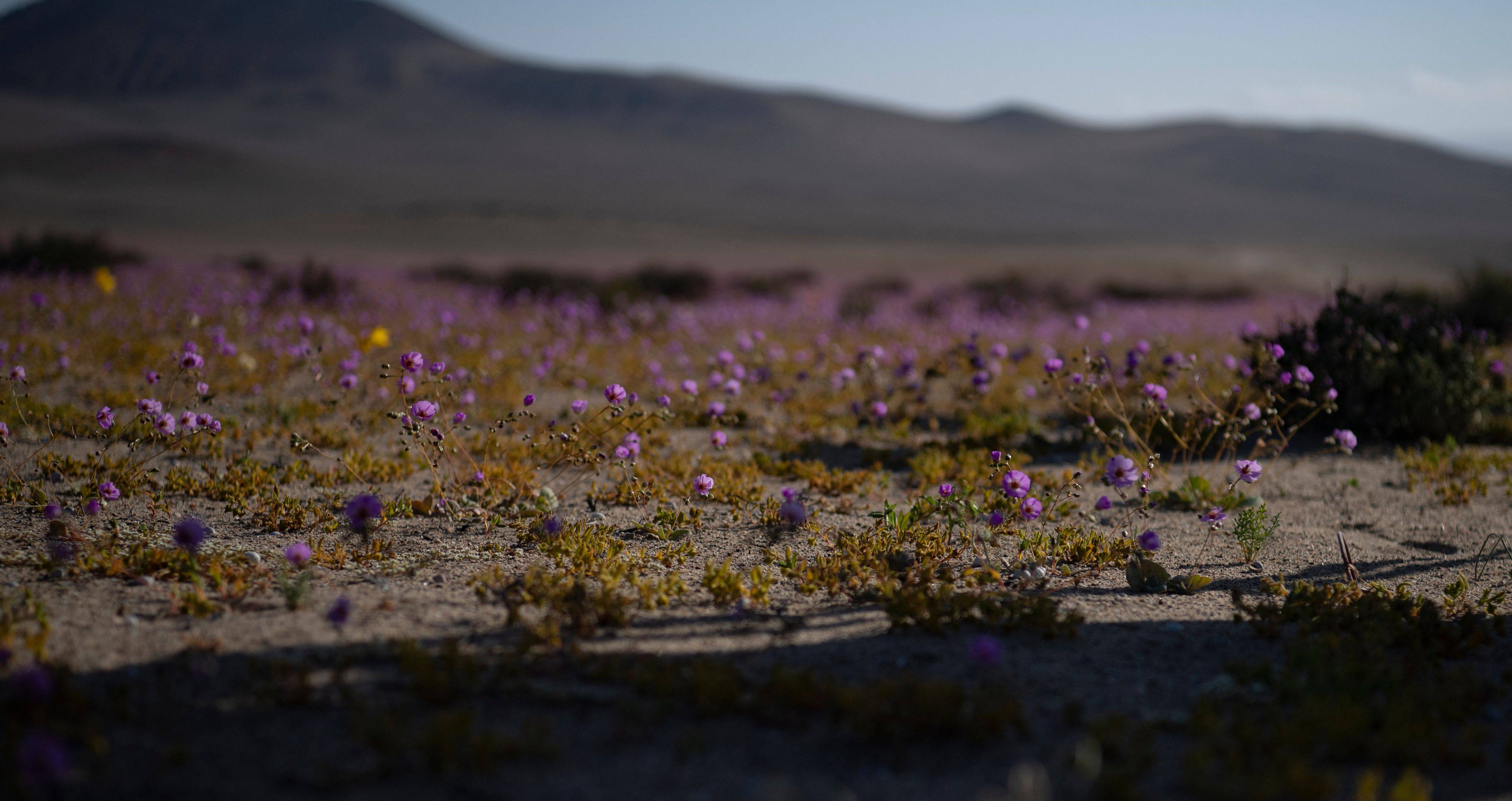 鲜花绽放阿塔卡马沙漠_新华社