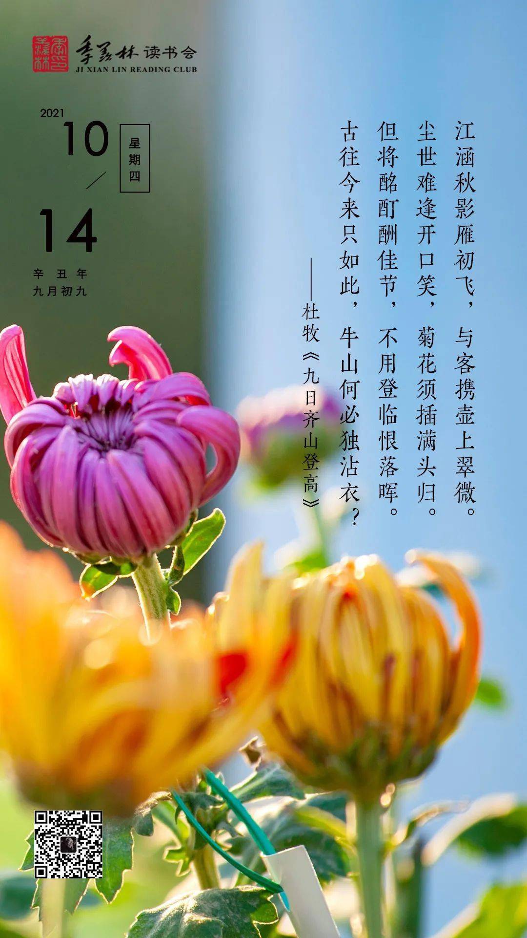 日签| 尘世难逢开口笑,菊花须插满头归