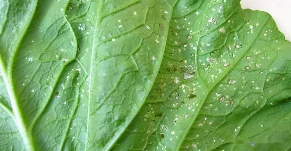 早秋天气低温多雨,昼夜温差大之后要做好白锈病的防治