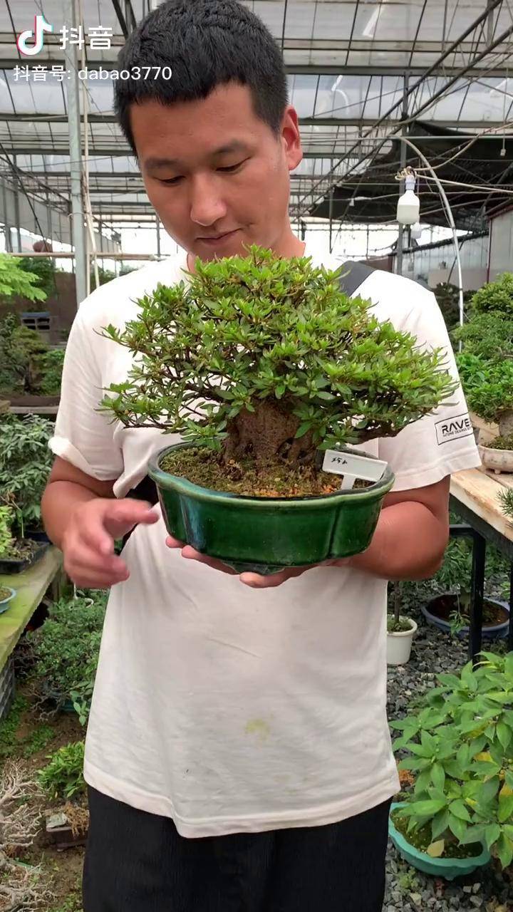 矮霸杜鹃花品种珍山杜鹃花盆景皋月杜鹃花盆景