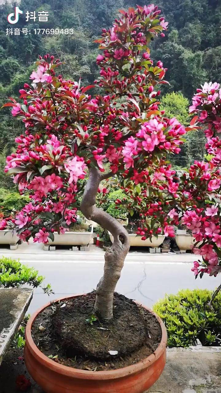 皇家雨点海棠开花图片图片