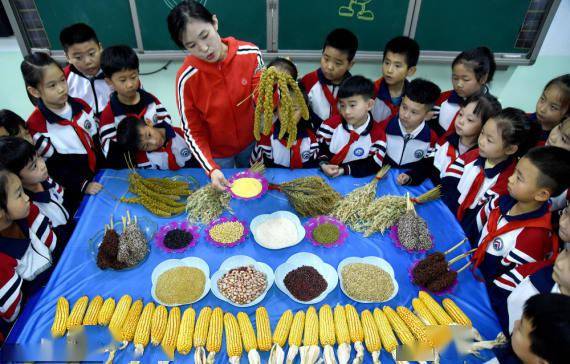 谷物|识五谷 学农事 惜粮食