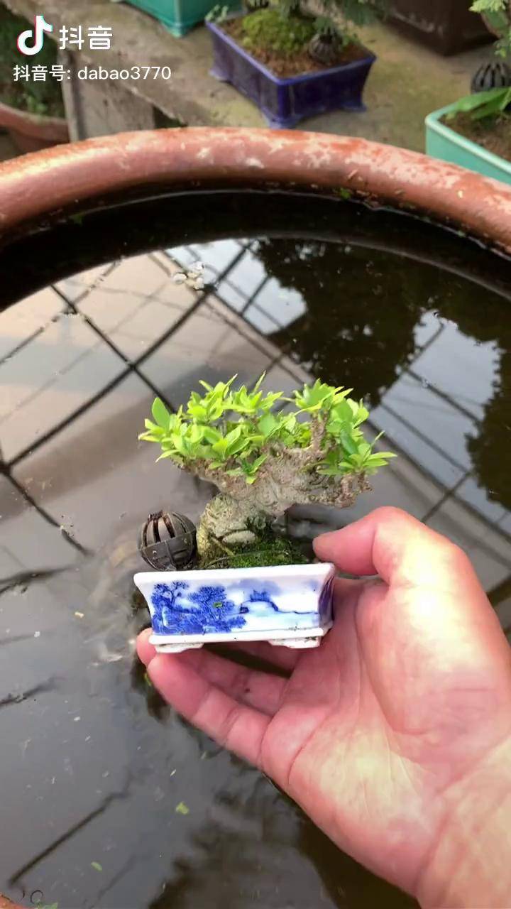 小品栀子花盆景,微型盆景盆景清誉栀子花盆景
