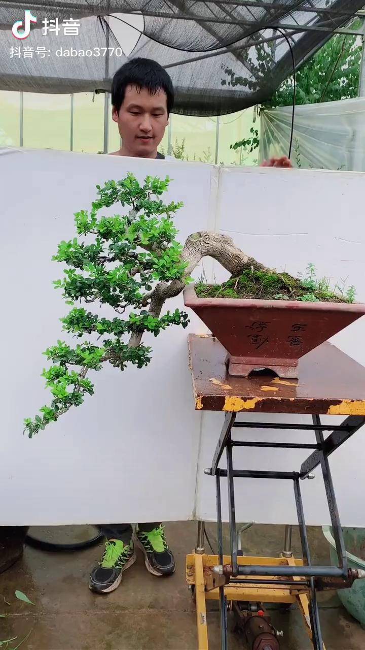 悬崖瓜子黄杨花园生活园艺养花盆景阳台花园